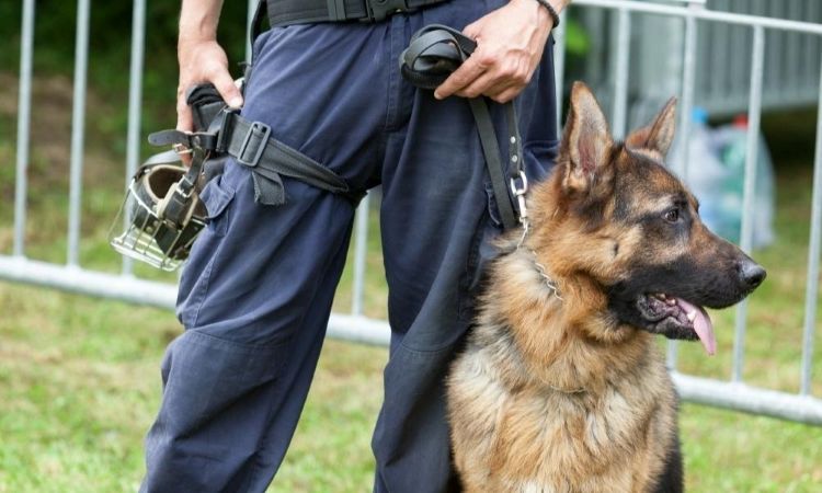 k9 dog