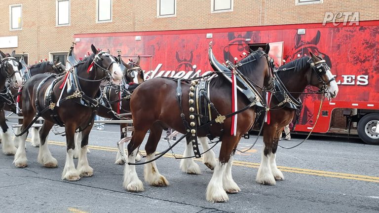 Budweiser-Clydesdales