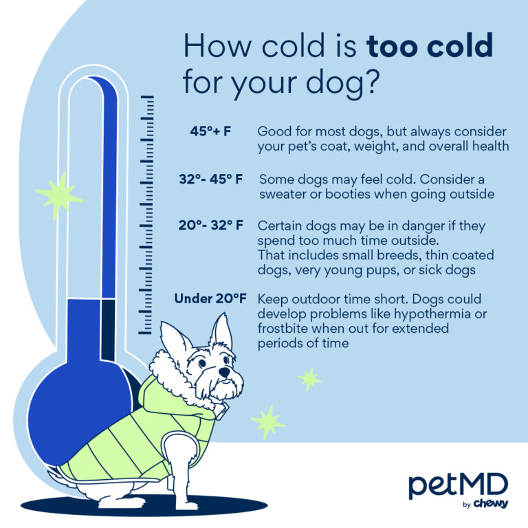 Dogs Cold