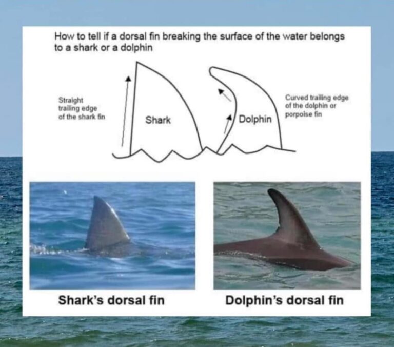 Shark vs Dolphin fins