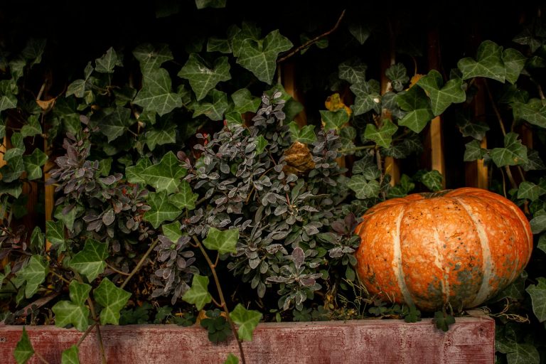 vibrant autumn pumpkin with ivy and foliage