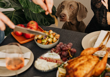 dog food