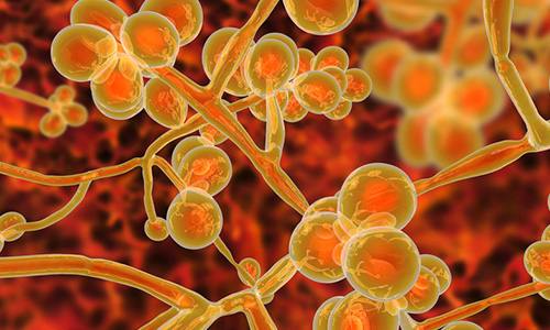 Candida auris