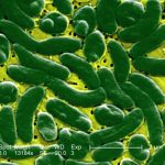 Vibrio vulnificus