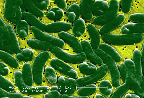 Vibrio vulnificus